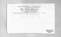 Stereum complicatum image